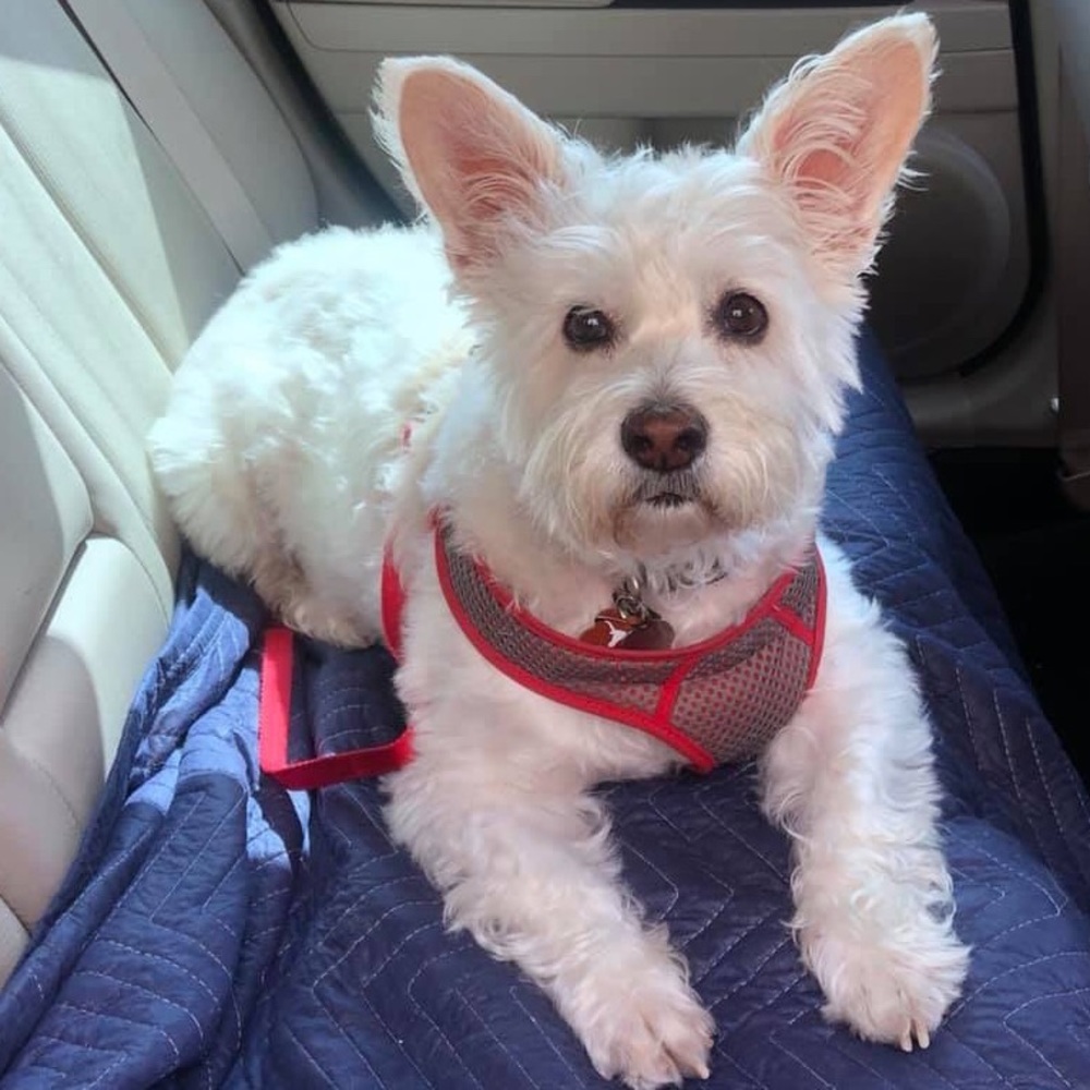 Meet your Posher, Bradley